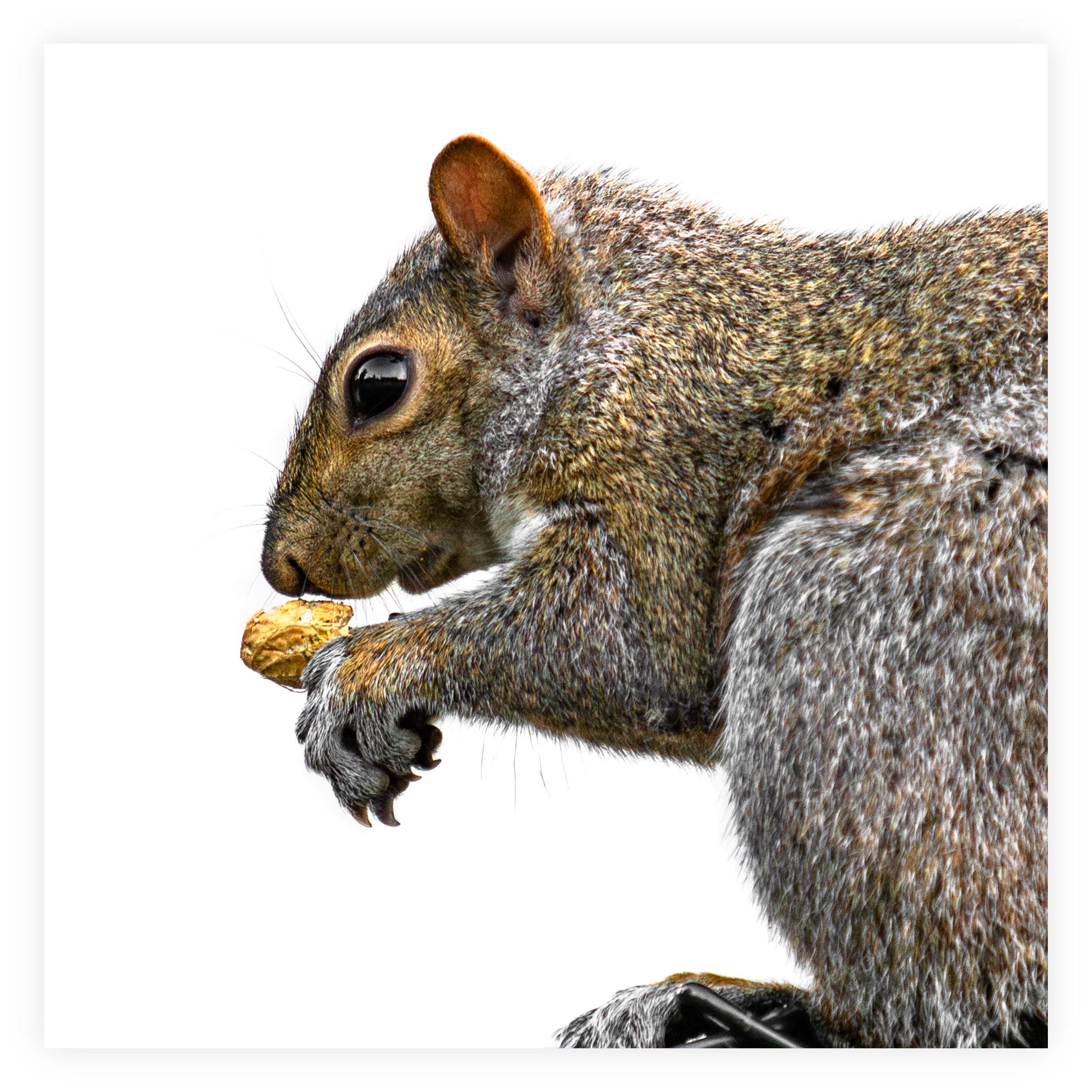 Squirrel Sticker